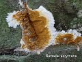 Serpula lacrymans-amf1289